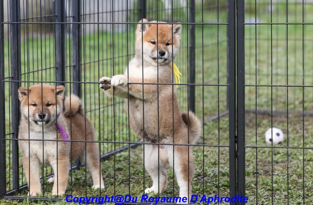 du royaume d'Aphrodite - Chiot disponible  - Shiba