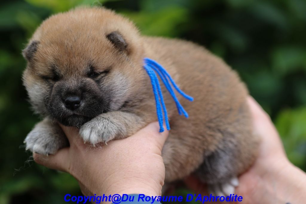 du royaume d'Aphrodite - Chiot disponible  - Shiba