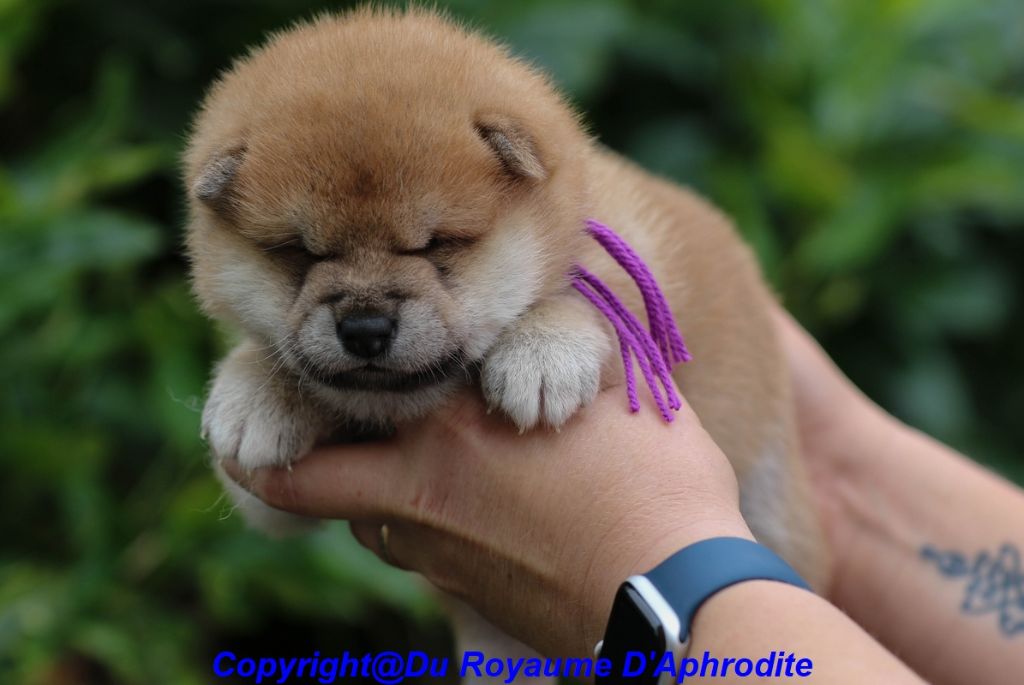 du royaume d'Aphrodite - Chiot disponible  - Shiba