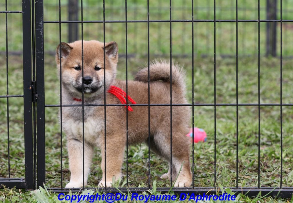 du royaume d'Aphrodite - Chiot disponible  - Shiba