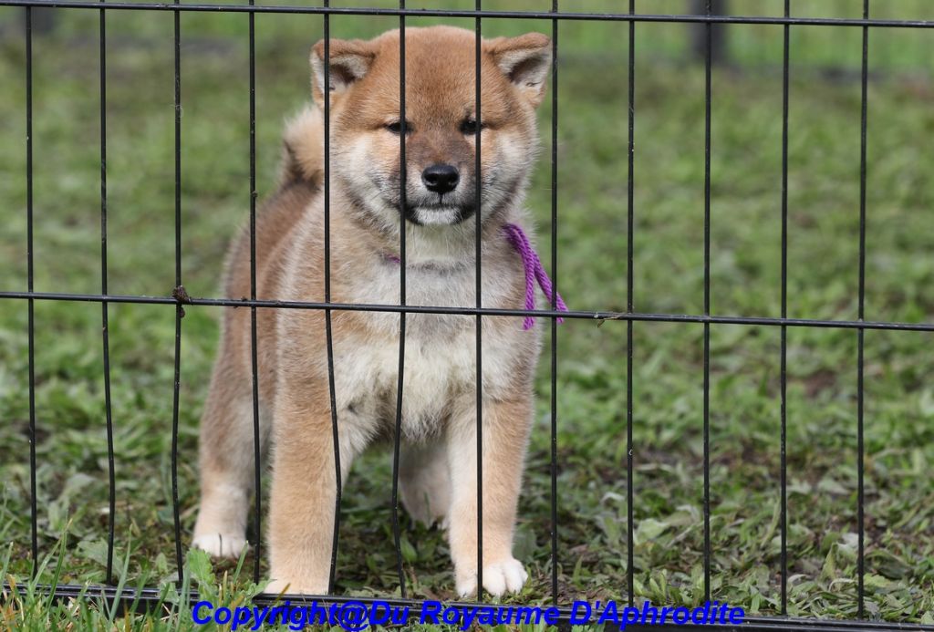 du royaume d'Aphrodite - Chiot disponible  - Shiba