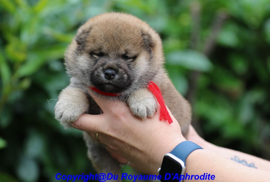 du royaume d'Aphrodite - Chiot disponible  - Shiba