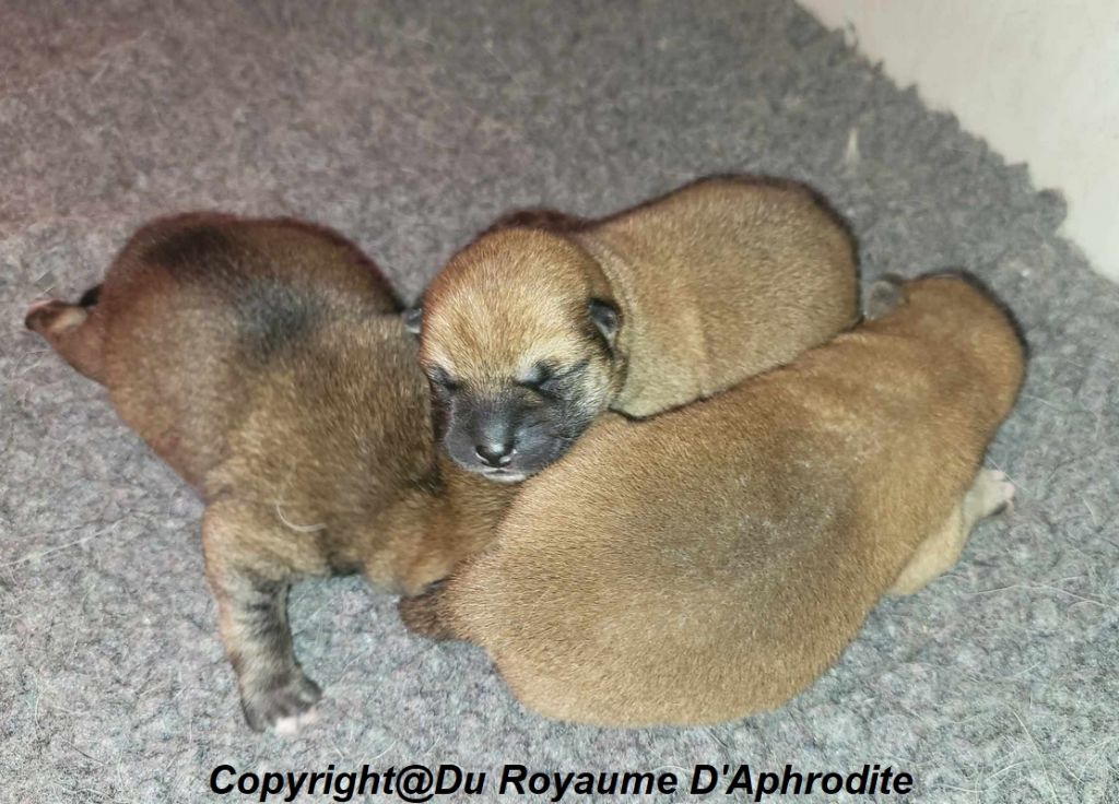 chiot Shiba du royaume d'Aphrodite