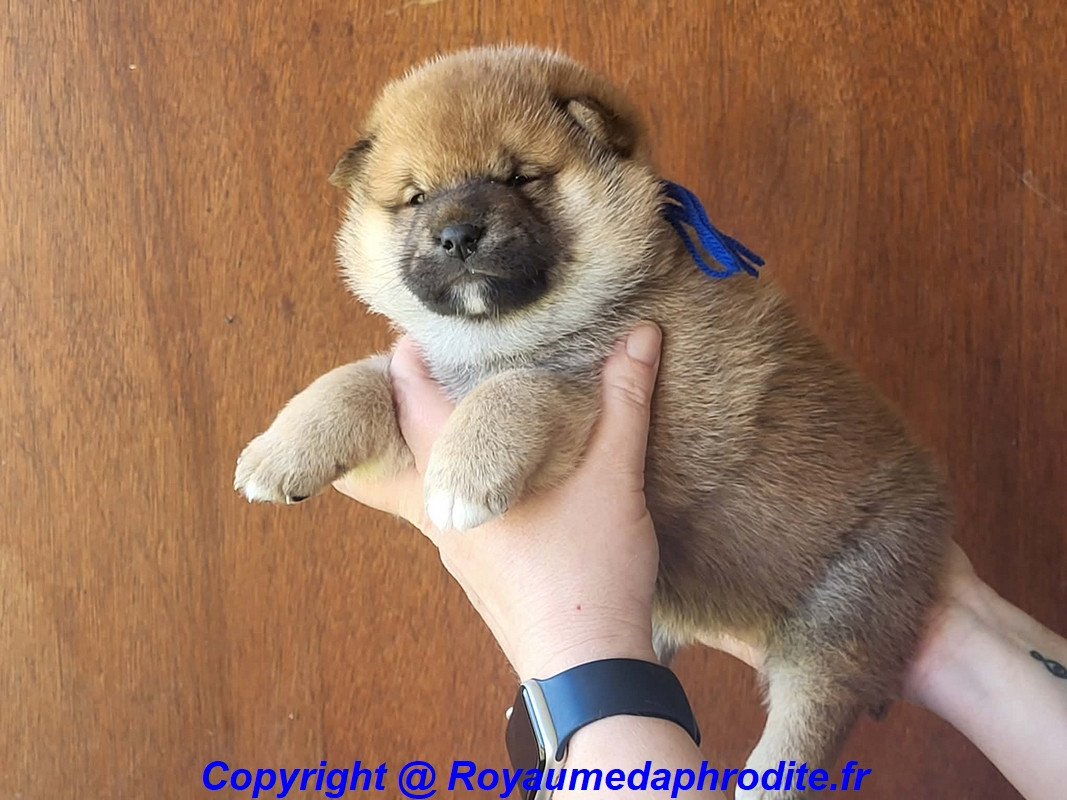 du royaume d'Aphrodite - Chiots disponibles - Shiba