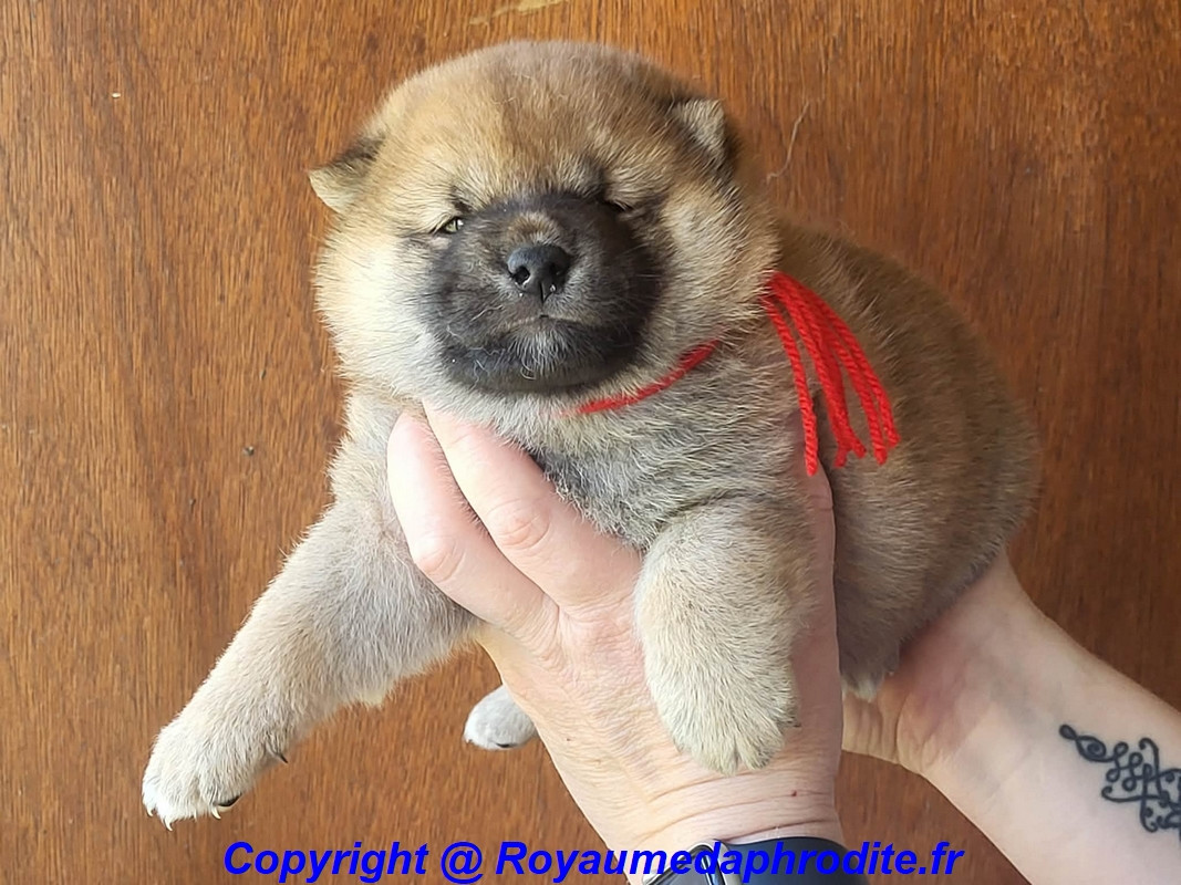 du royaume d'Aphrodite - Chiots disponibles - Shiba