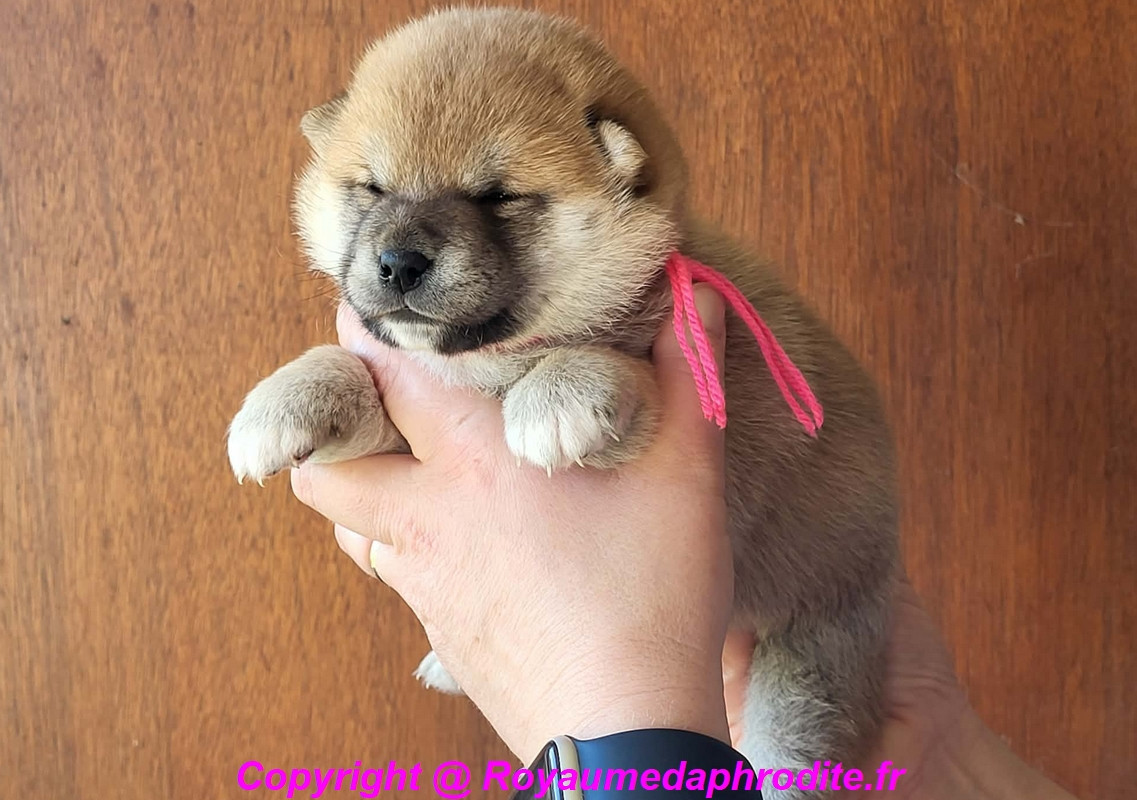 du royaume d'Aphrodite - Chiots disponibles - Shiba