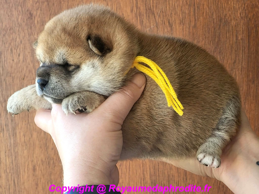 du royaume d'Aphrodite - Chiots disponibles - Shiba
