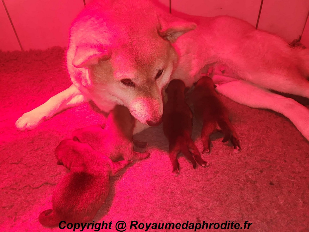 Chiot Shiba du royaume d'Aphrodite