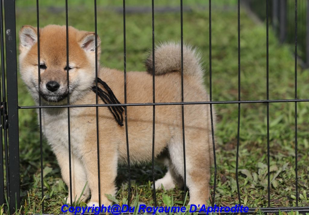 du royaume d'Aphrodite - Chiots disponibles - Shiba