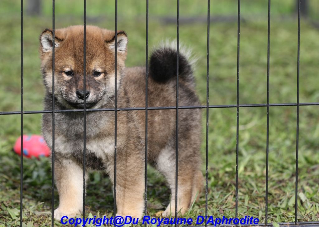 du royaume d'Aphrodite - Chiots disponibles - Shiba